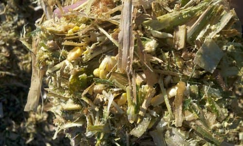 ORGANIC CORN SILAGE FOR DAIRY COW_ CATTLE_ RUMINANT